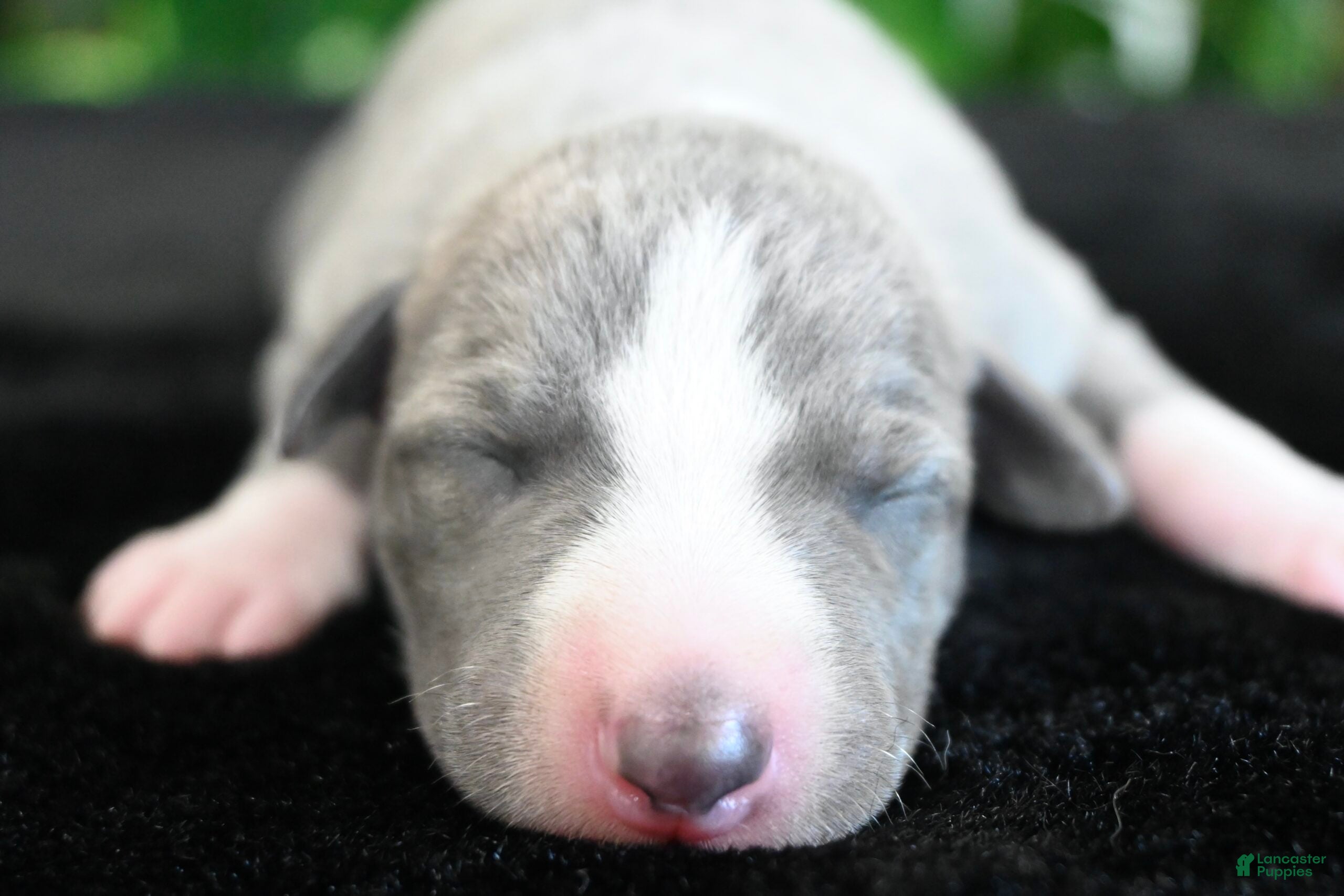 Whippet dogs Kora - Ad 1