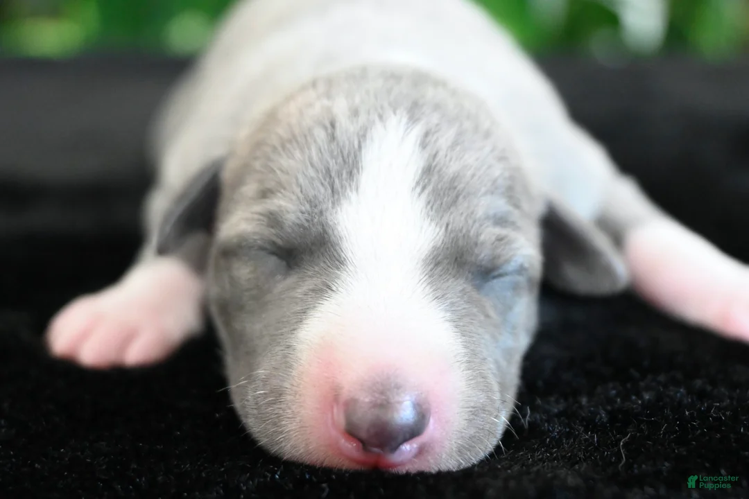 Whippet dogs for sale: Kora - Ad 1