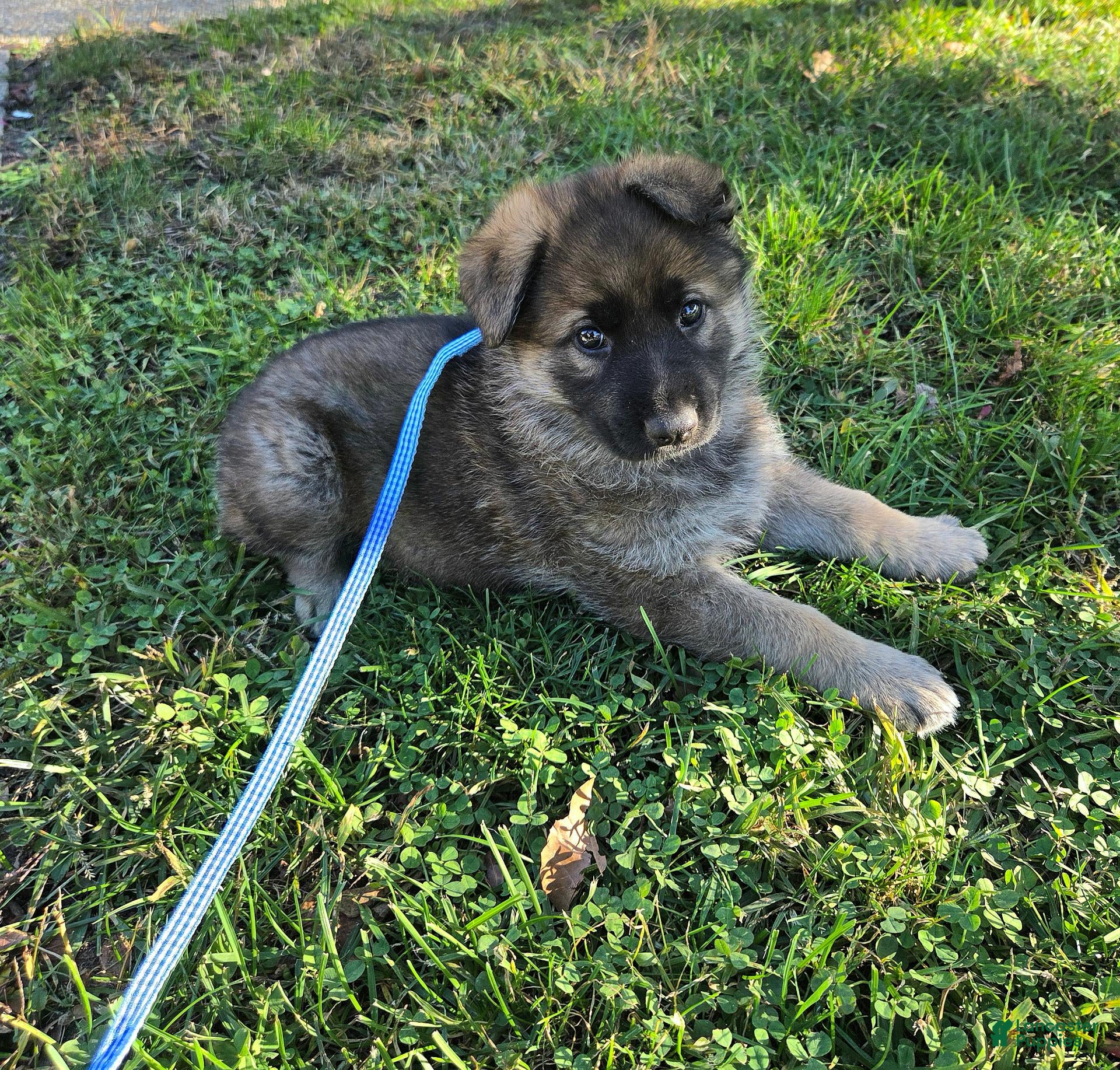 German Shepherd dogs for sale: Dean - Ad 1