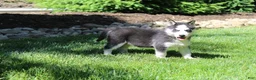 Siberian Husky dogs for sale: Misha - Ad 7