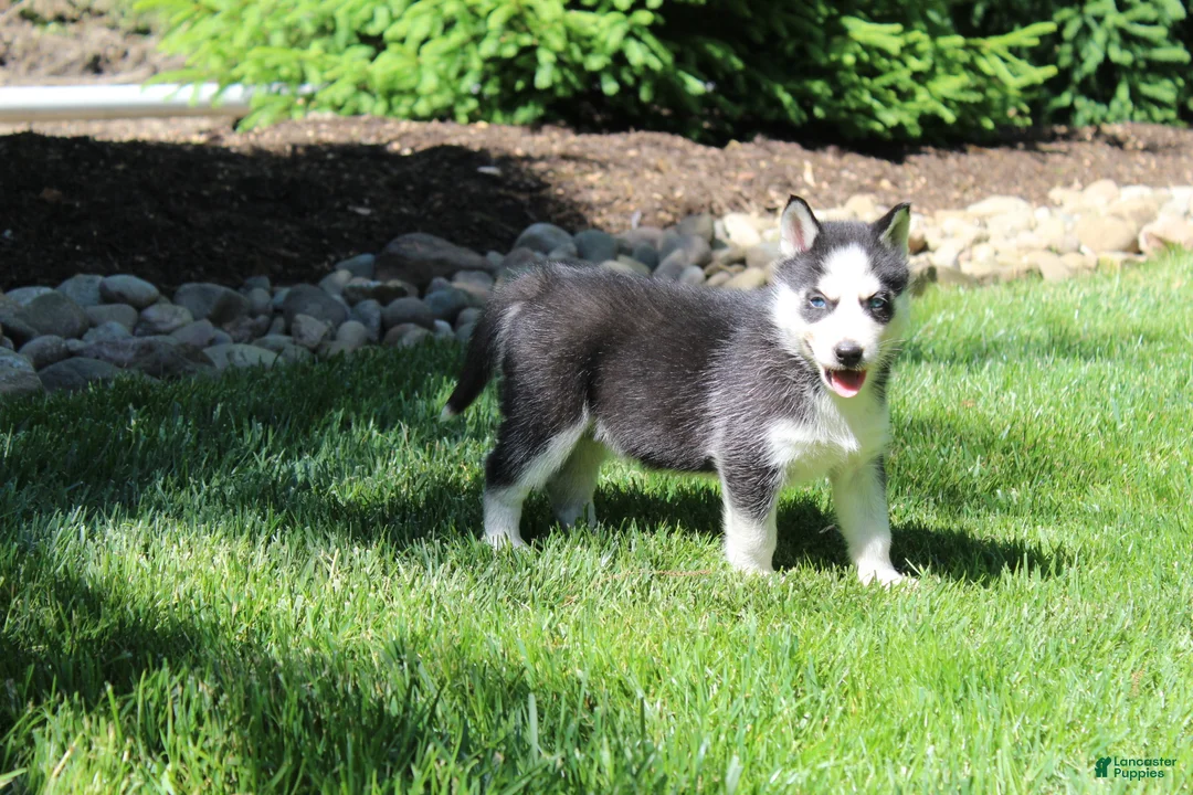 Siberian Husky dogs for sale: Misha - Ad 7