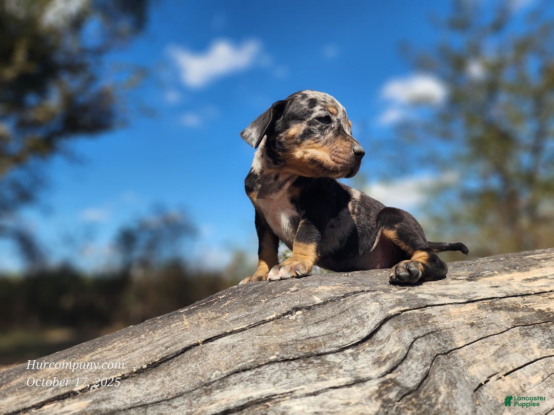 Catahoula Leopard Dog dogs for sale: Houdini 2025 Female 3 - Ad 12