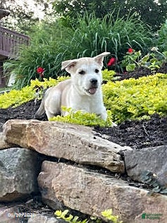 Pitsky dogs Samson - Ad 2