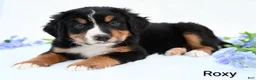 Bernese Mountain Dog dogs for sale: Roxy  - Ad 2