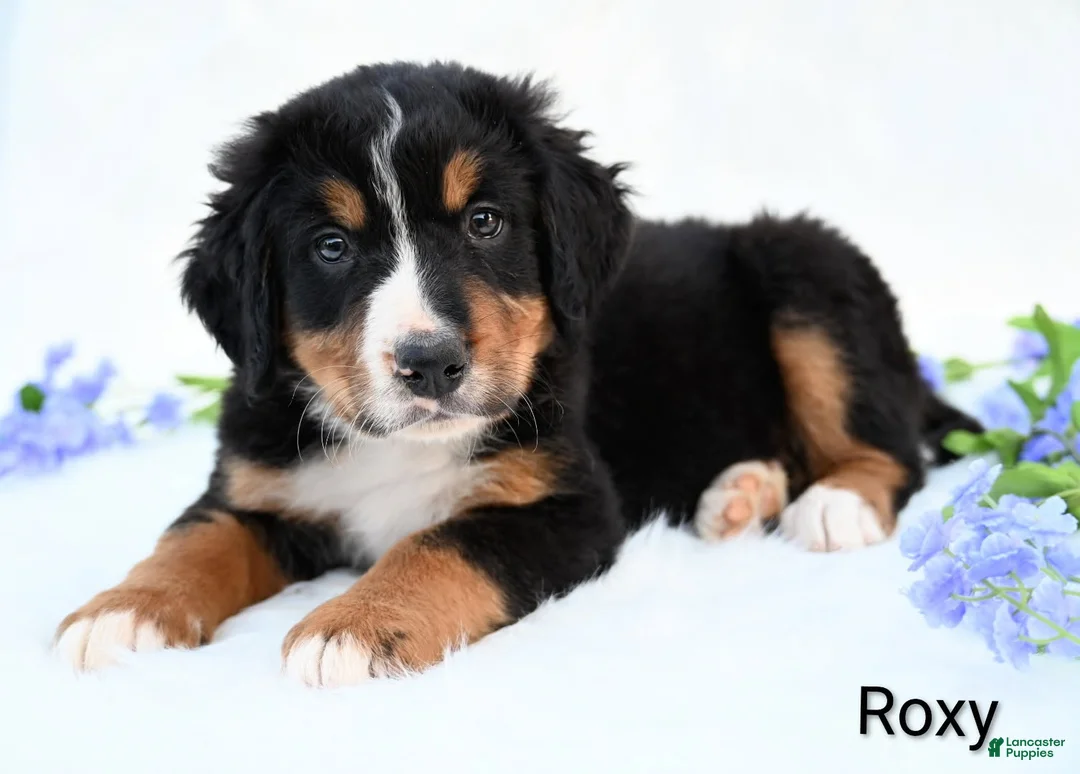 Bernese Mountain Dog dogs for sale: Roxy  - Ad 2