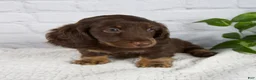 Miniature Dachshund dogs for sale: Forest - Ad 7