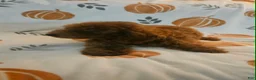 Toy Poodle dogs for sale: Mocha - Ad 4