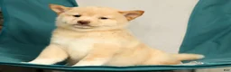 Shiba Inu dogs for sale: Krissy - Ad 8