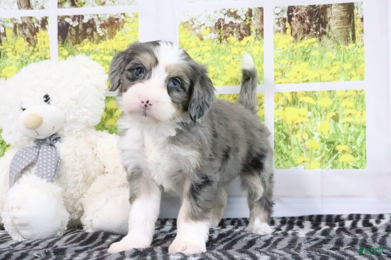 Mini Bernedoodle dogs Rose - Ad 2