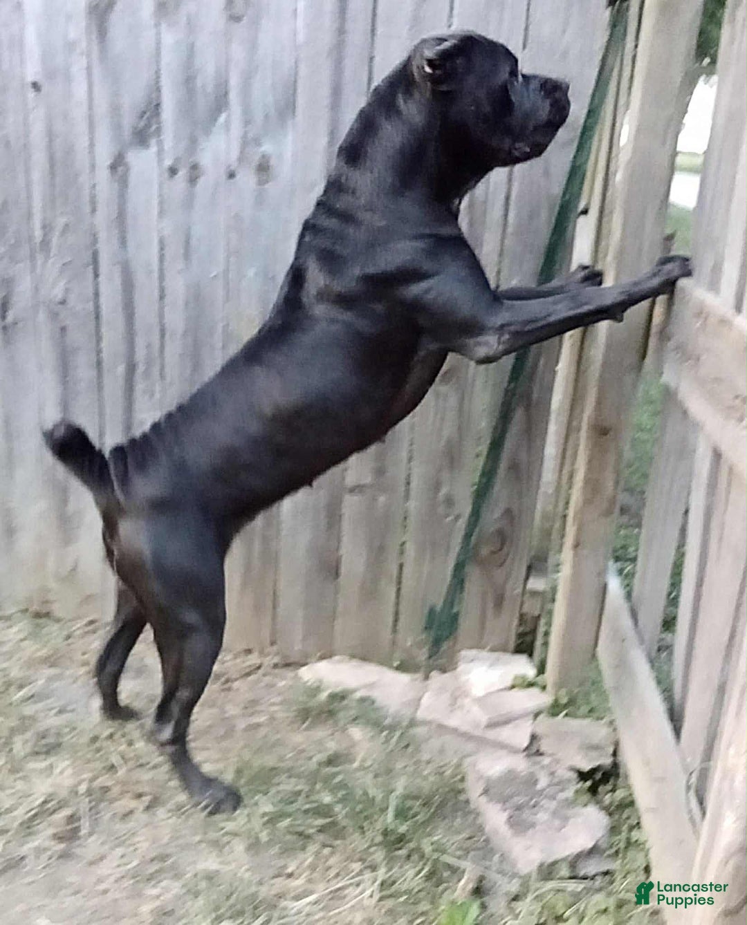 Cane Corso dogs for sale: Cane Corso Puppy 10 - Ad 8