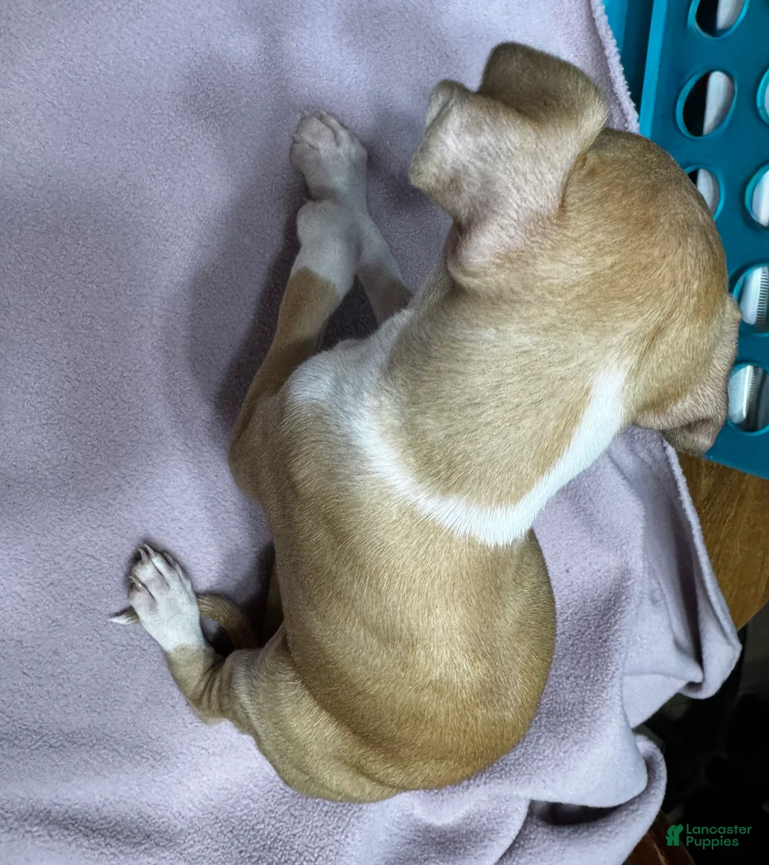 Italian Greyhound dogs for sale: Italian Greyhound Puppy 2 - Ad 2