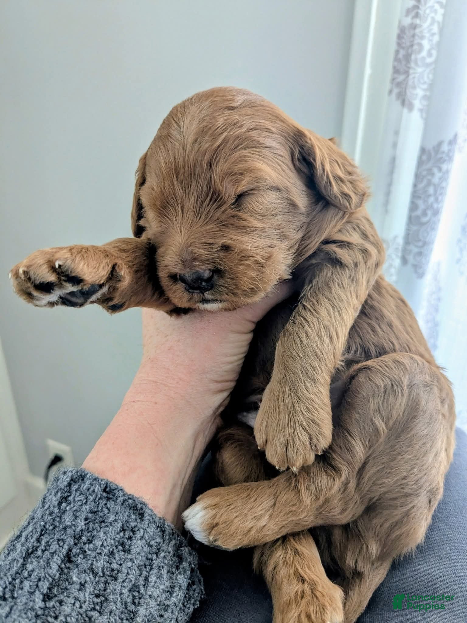 Mixed Breed dogs Golden Mountain Doodle Puppy 1 - Ad 15