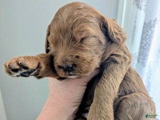 Mixed Breed dogs Golden Mountain Doodle Puppy 1 - Ad 35