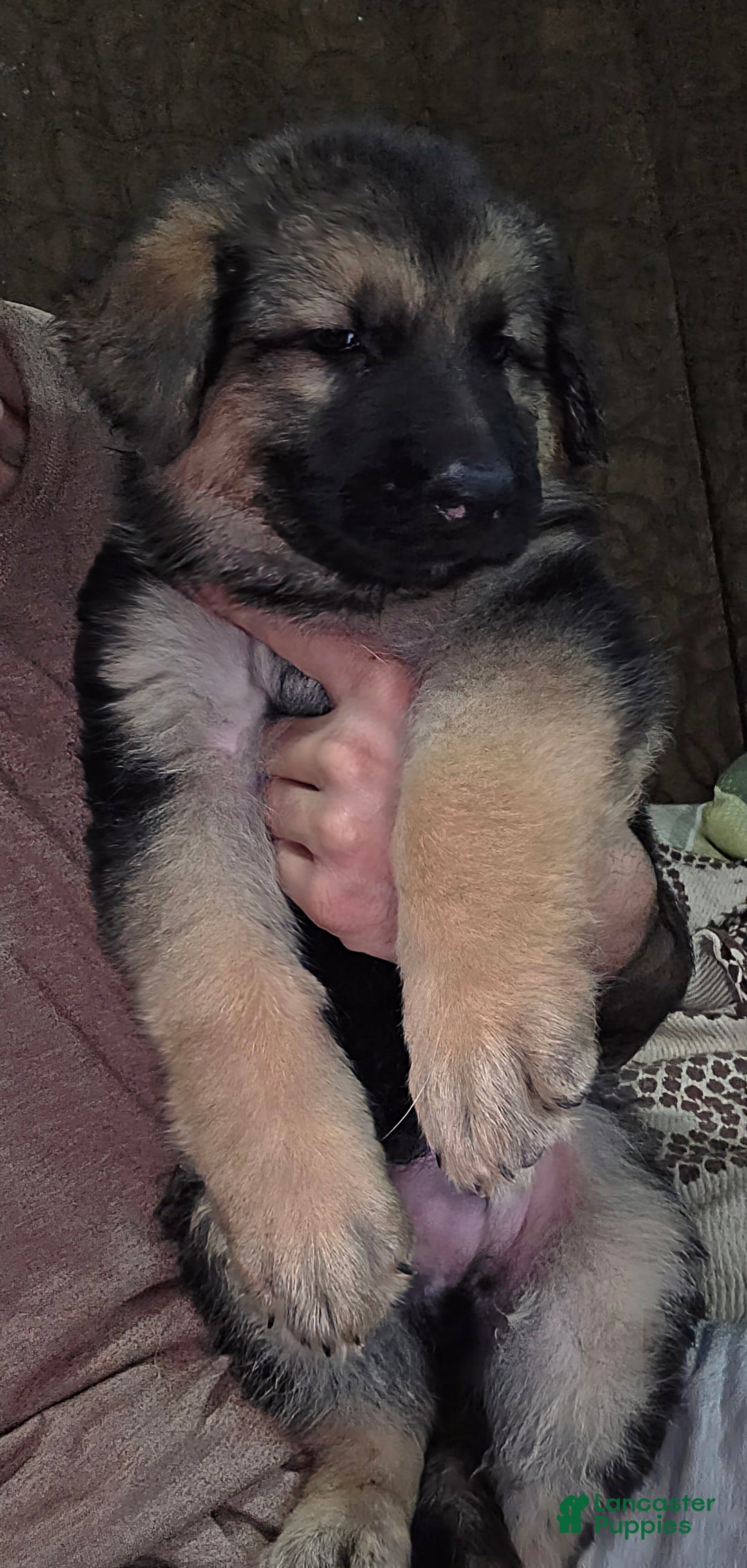 German Shepherd dogs for sale: Ace (2) - Ad 6