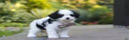 Cavapoo dogs for sale: Brady - Ad 5