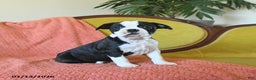 Boston Terrier dogs for sale: Jingles - Ad 2
