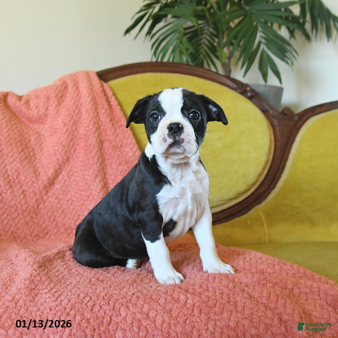 Boston Terrier dogs for sale: Jingles - Ad 2