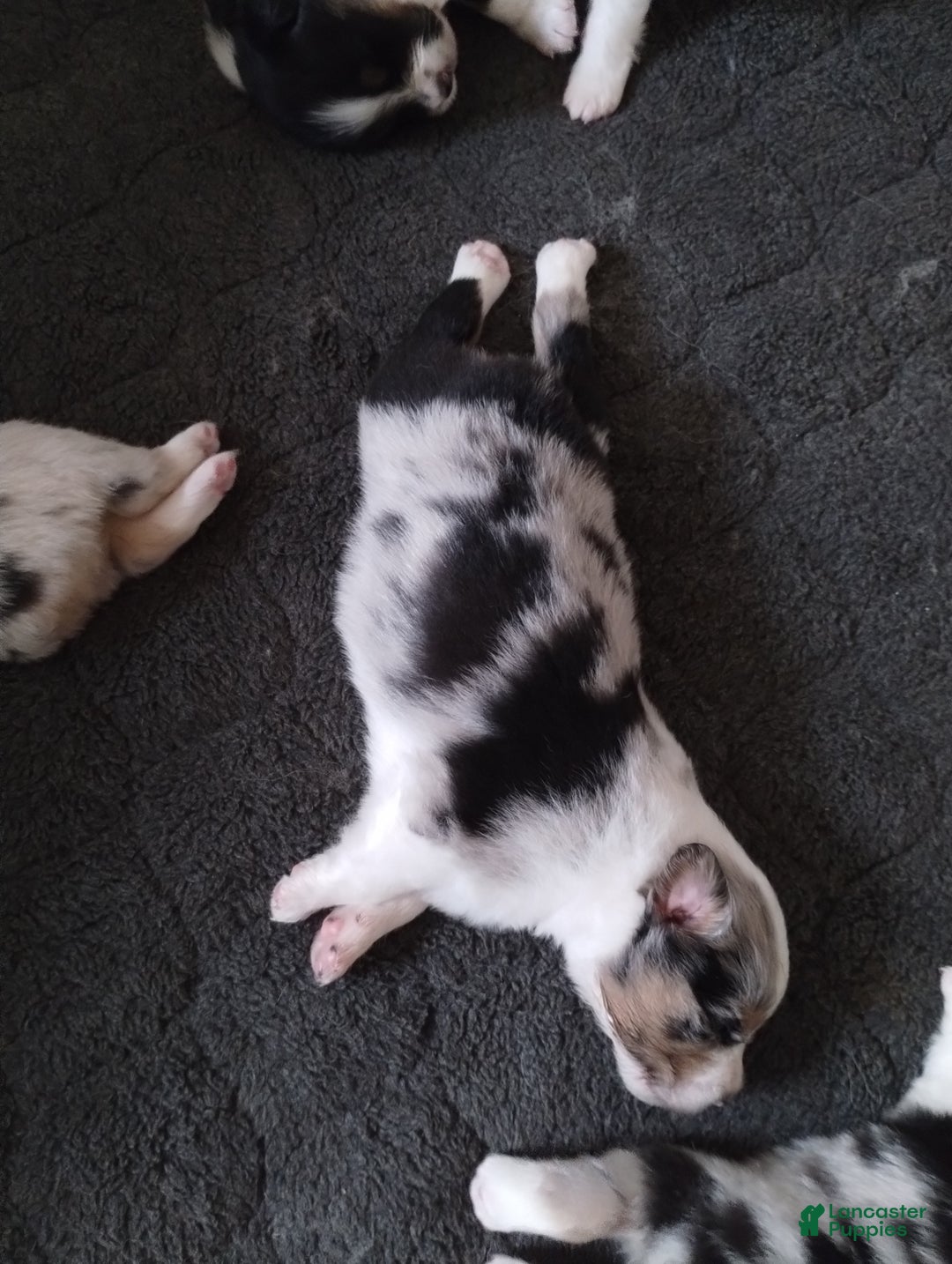 Miniature Australian Shepherd dogs for sale: Nickel - Ad 10