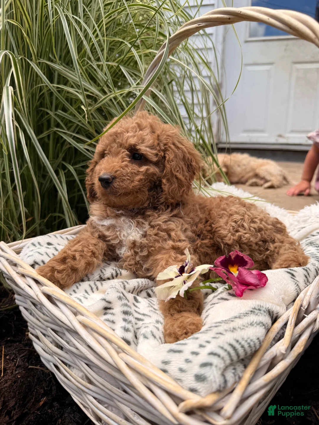 Mini Goldendoodle dogs for sale: Betzy - Ad 2