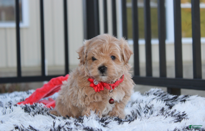 Maltipoo dogs for sale: Kirian  - Ad 1