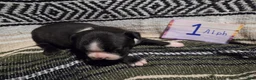 Boston Terrier dogs for sale: Alph Boston Terrier 1 - Ad 3
