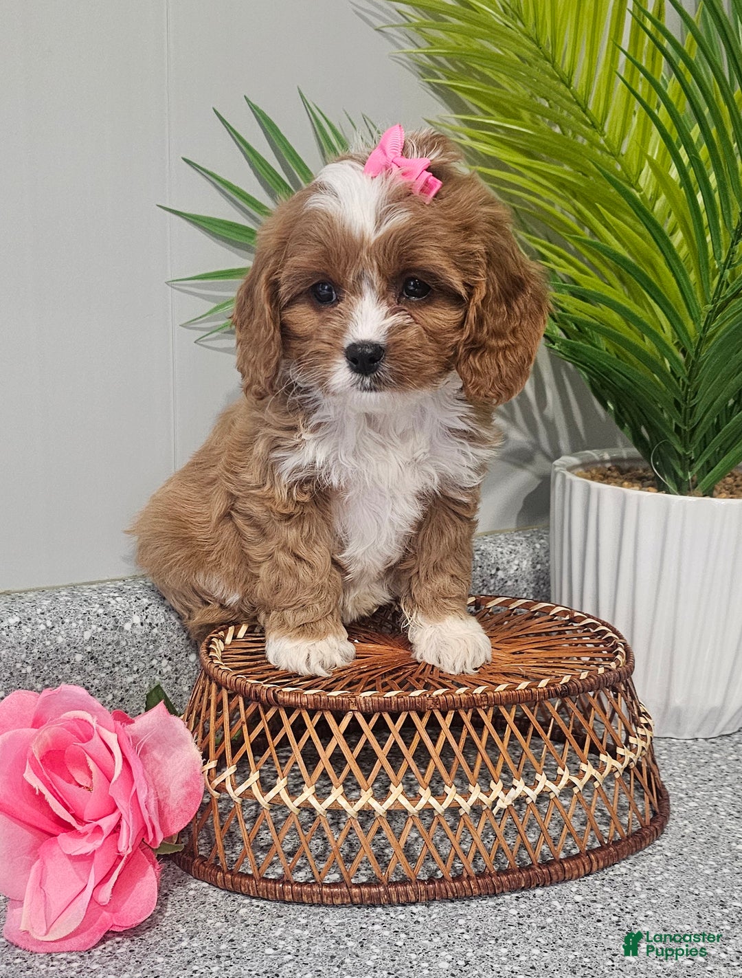 Cavapoo dogs for sale: Lil Shiloh  - Ad 10