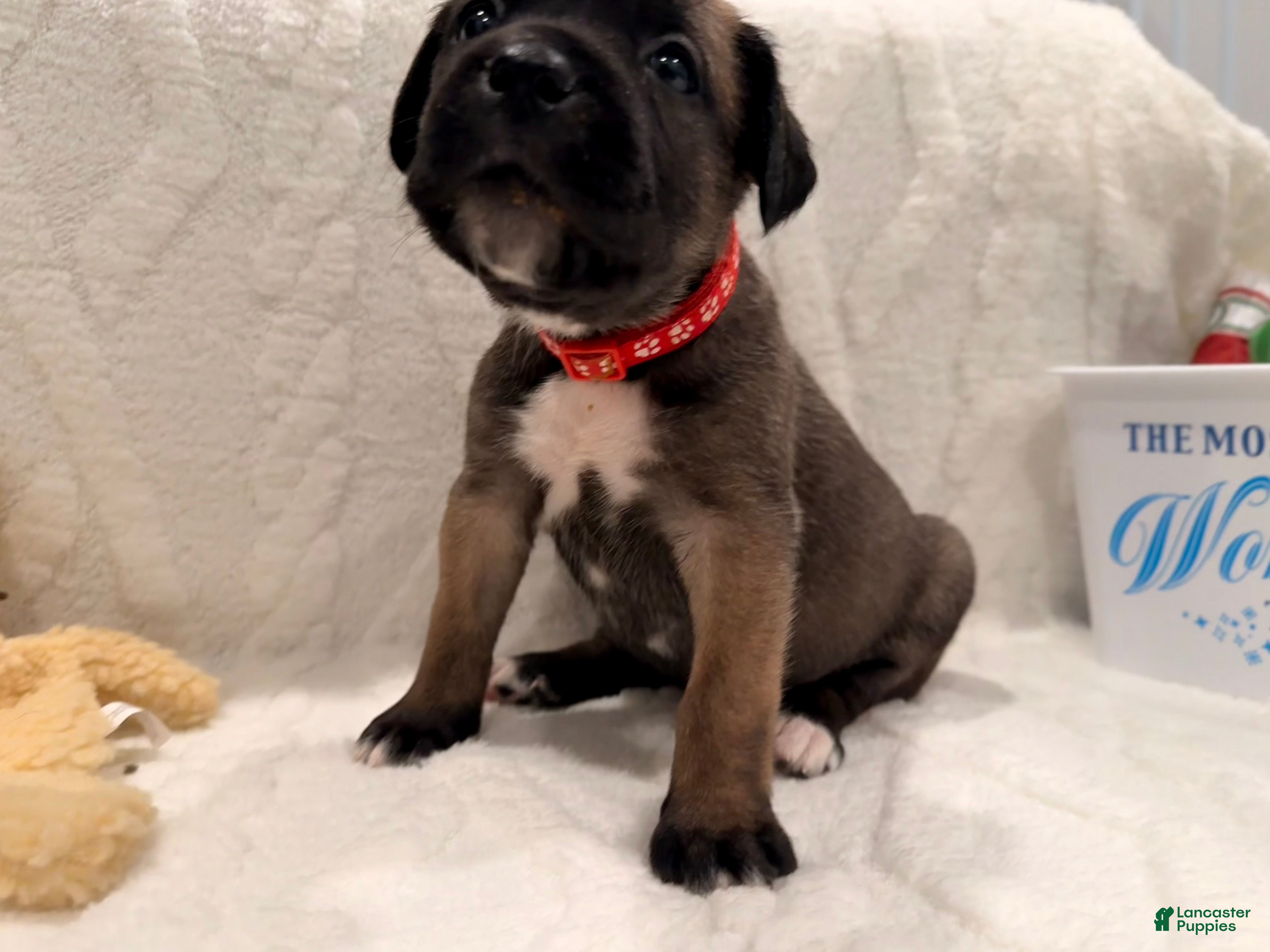 Cane Corso dogs Xena ( Red) - Ad 21