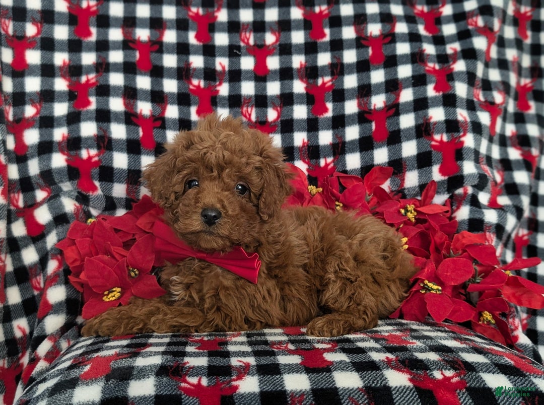 Miniature Poodle dogs for sale: Brandon Ready for Christmas!  - Ad 4