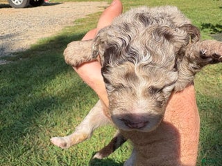 Mixed Breed dogs - Ad 6