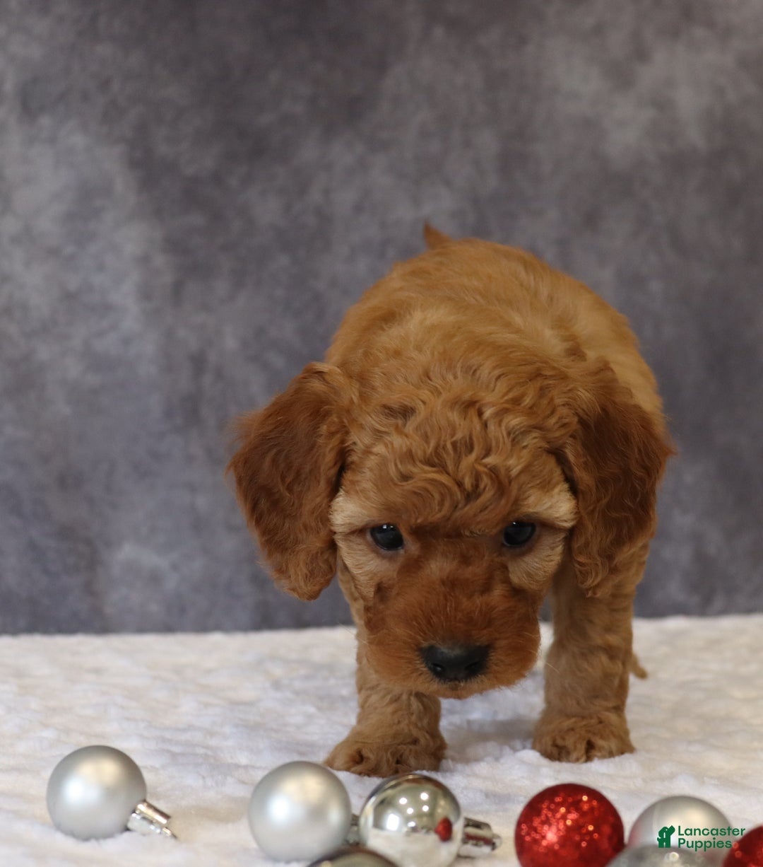 Mini Goldendoodle dogs for sale: Murphy - Ad 8