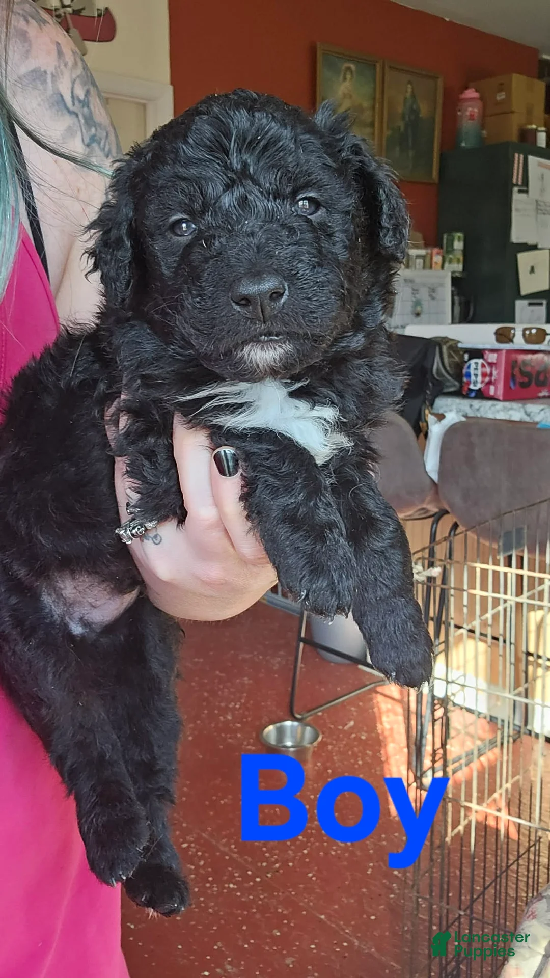 Bordoodle dogs for sale: Apple - Ad 1