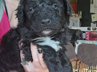 Bordoodle dogs Apple - Ad 5