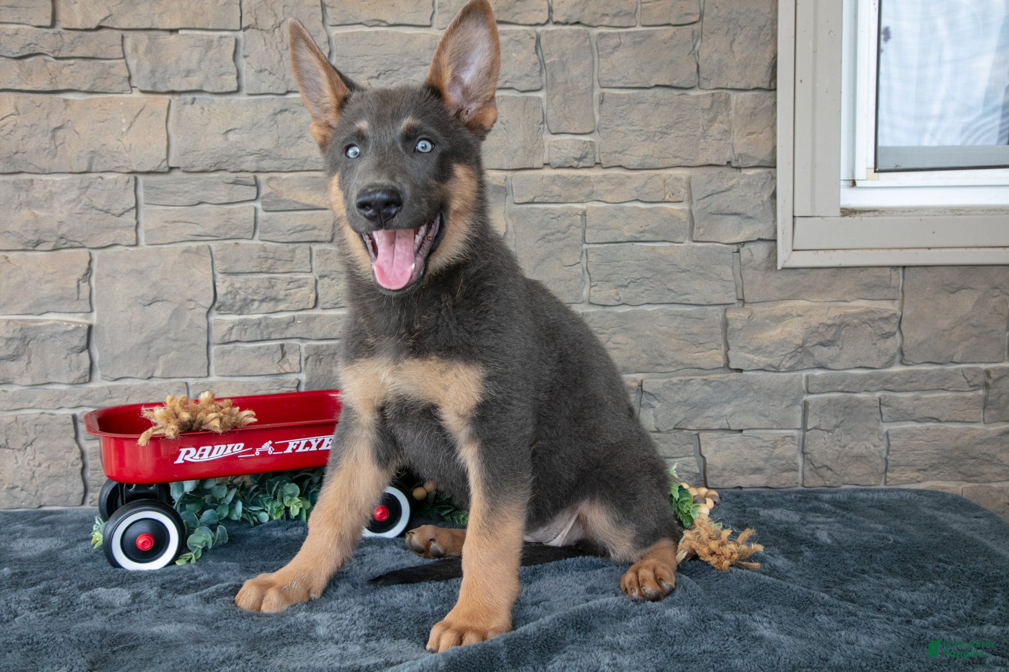 German Shepherd dogs Alana - Ad 1