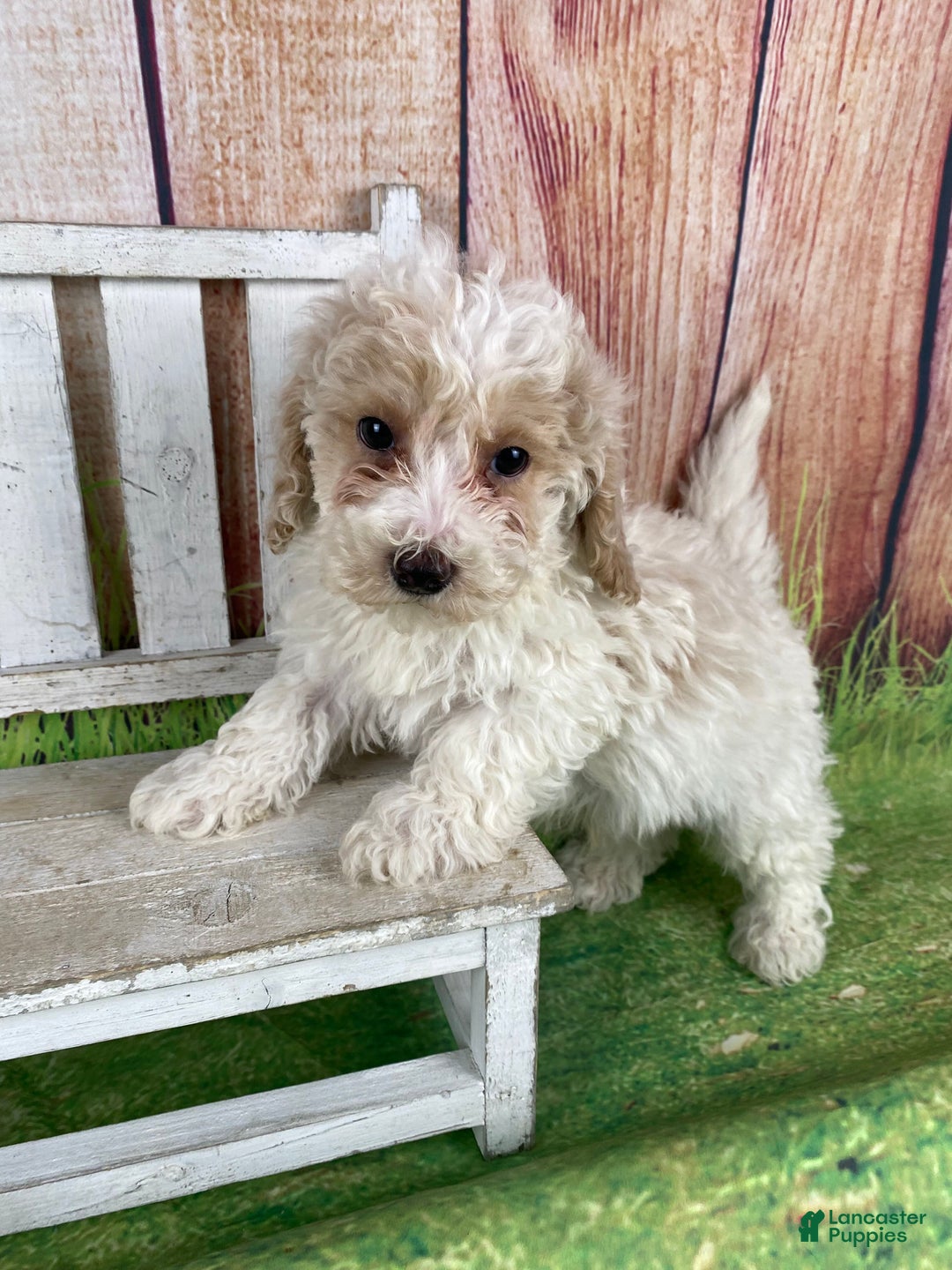 Miniature Poodle dogs for sale: Nelson - Ad 2