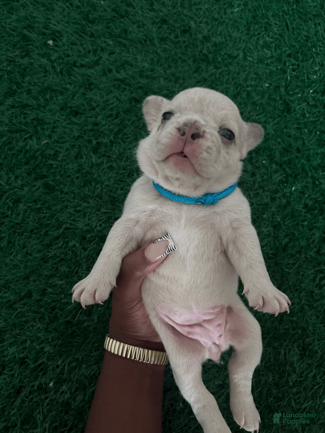 French Bulldog dogs for sale: blue - Ad 1