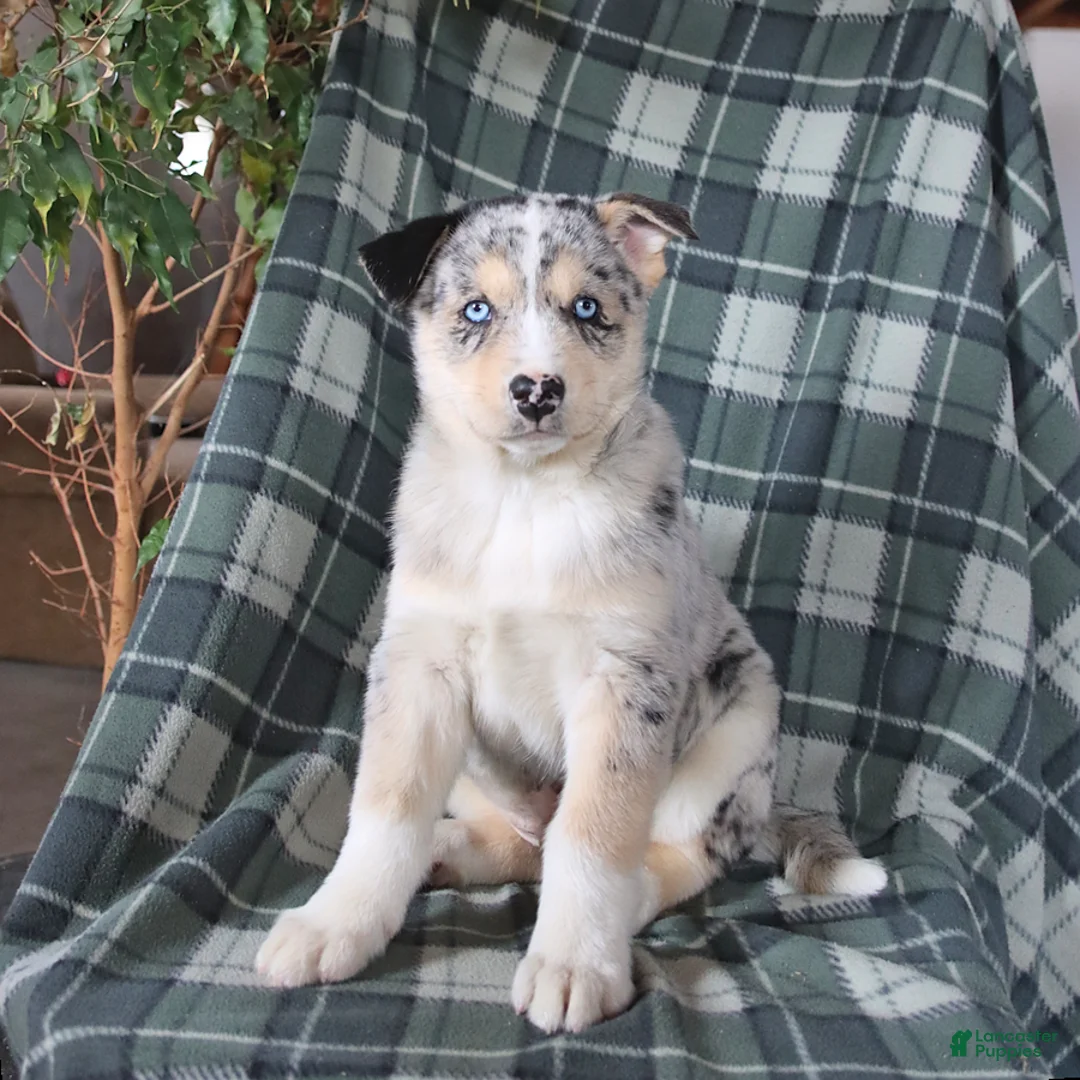 Mixed Breed dogs for sale: Sultan - Ad 3