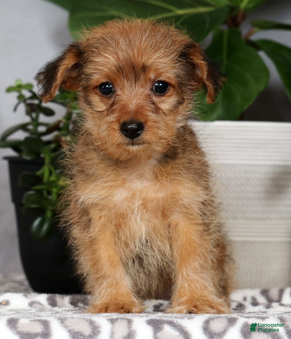 Yorkiepoo dogs Vinnie - Ad 2