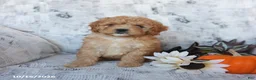 Cavapoo dogs for sale: Peaches - Ad 5