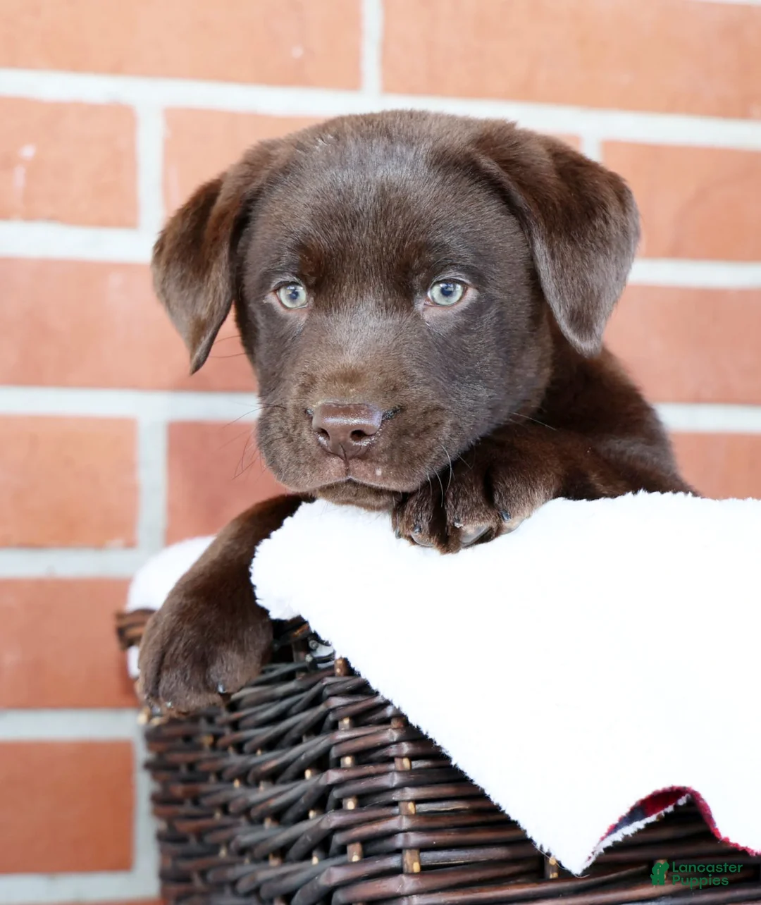 Labrador Retriever dogs for sale: Koda - Ad 8