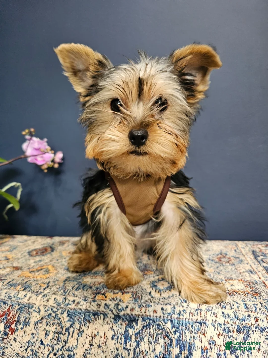 Yorkshire Terrier dogs for sale: Mr. Chocolate 🤎 - Ad 1