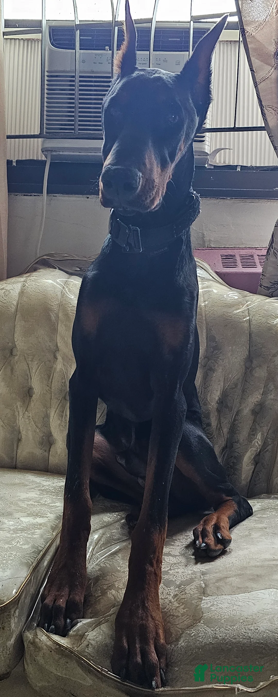 Doberman Pinscher dogs for sale: Doberman Pinscher Puppy 1 - Ad 1