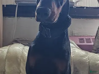 Doberman Pinscher dogs Doberman Pinscher Puppy 1 - Ad 42