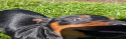 Miniature Pinscher dogs for sale: Flash - Ad 12