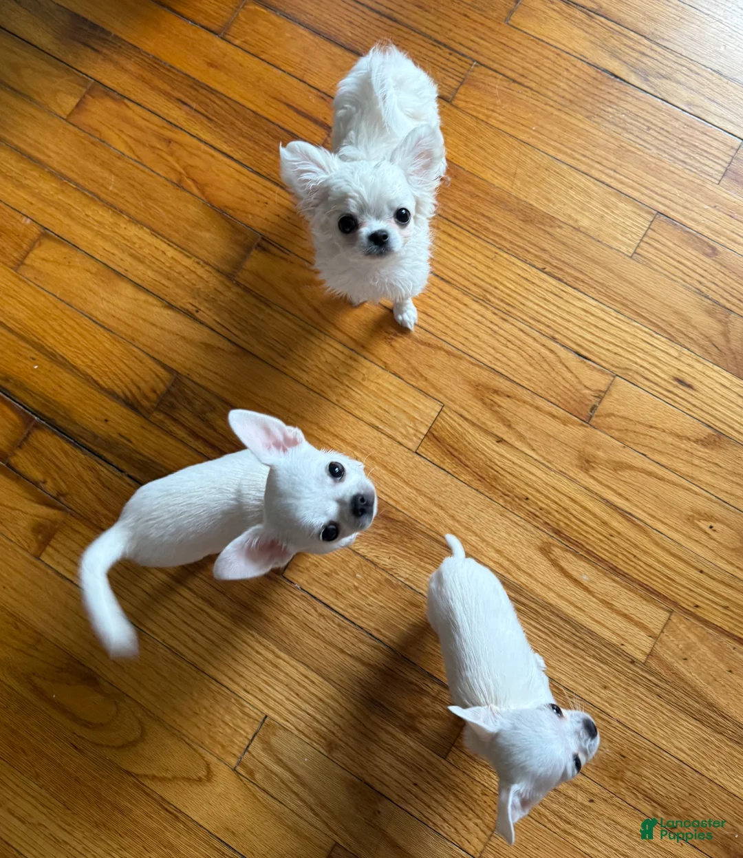 Chihuahua dogs for sale:  Puppy 3 - Ad 7