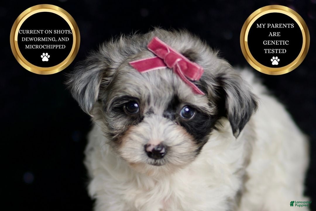 Maltipoo dogs for sale: Prada - Ad 7