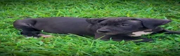 Presa Canario dogs for sale: Presa Canario 3 - Ad 3