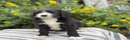 Mixed Breed dogs for sale: Gertie - Ad 3
