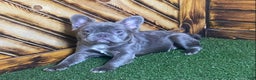 French Bulldog dogs for sale: Caste - Ad 5