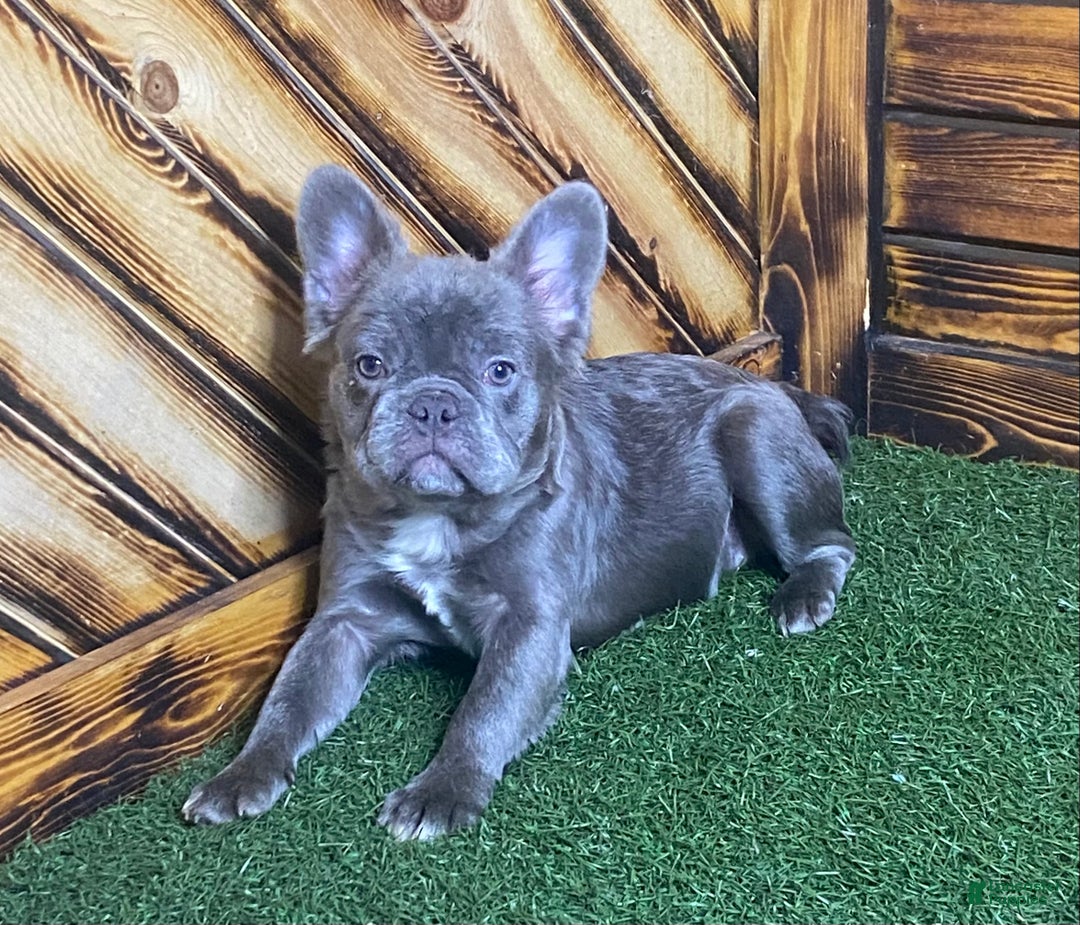 French Bulldog dogs for sale: Caste - Ad 5