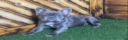 French Bulldog dogs for sale: Caste - Ad 5